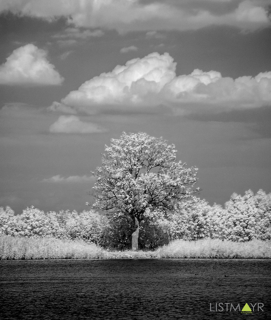 Einsamer Baum