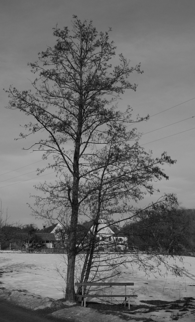 Einsamer Baum