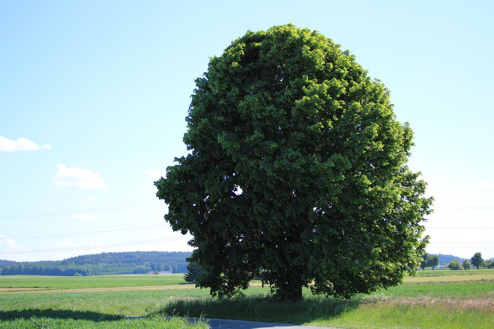 Einsamer Baum