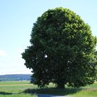 Einsamer Baum