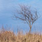 Einsamer Baum