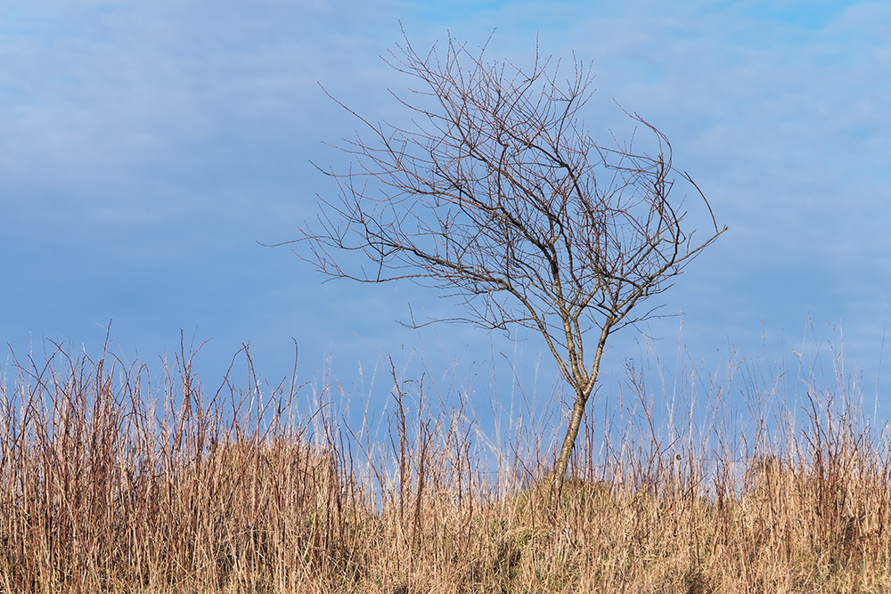 Einsamer Baum