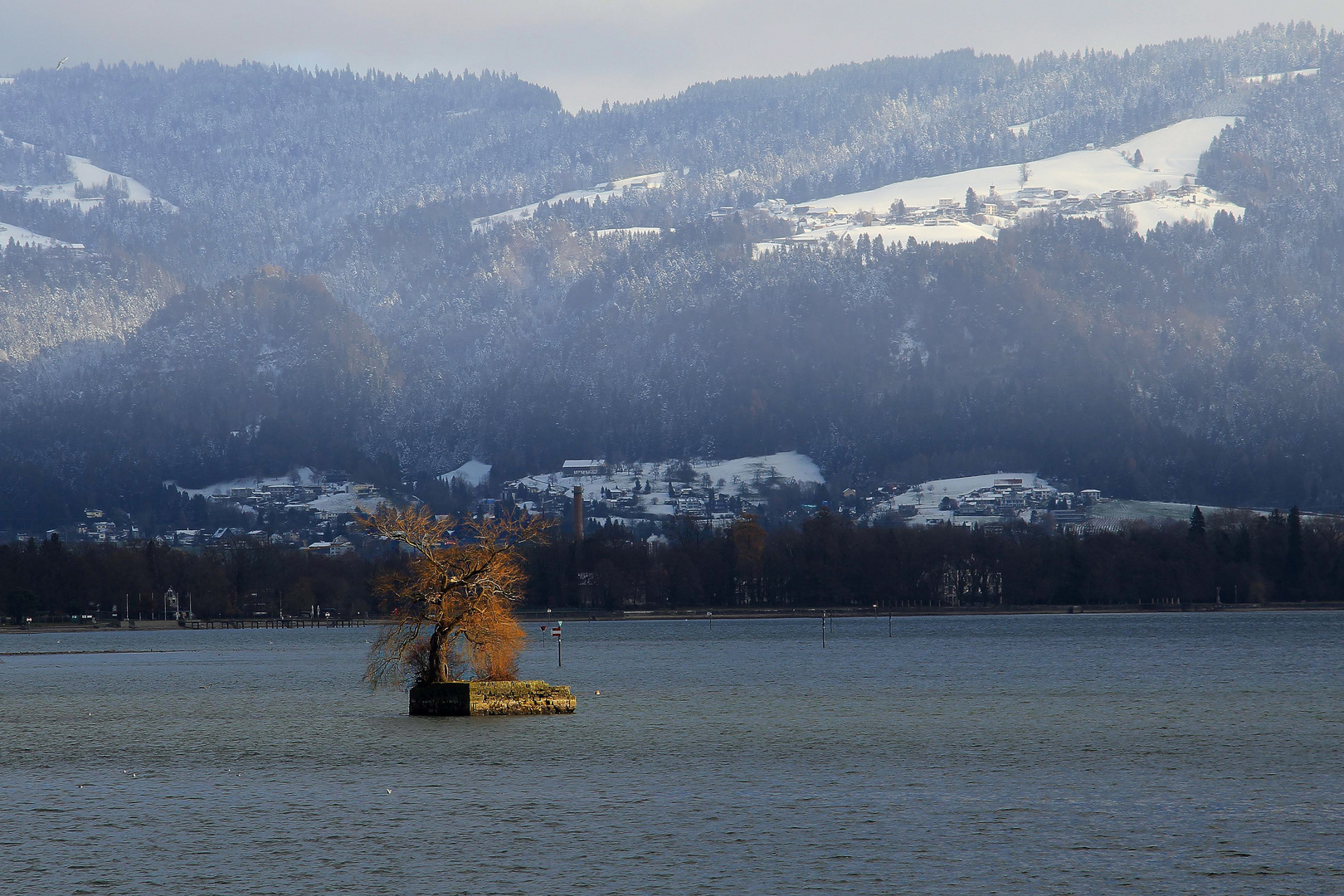 einsamer Baum