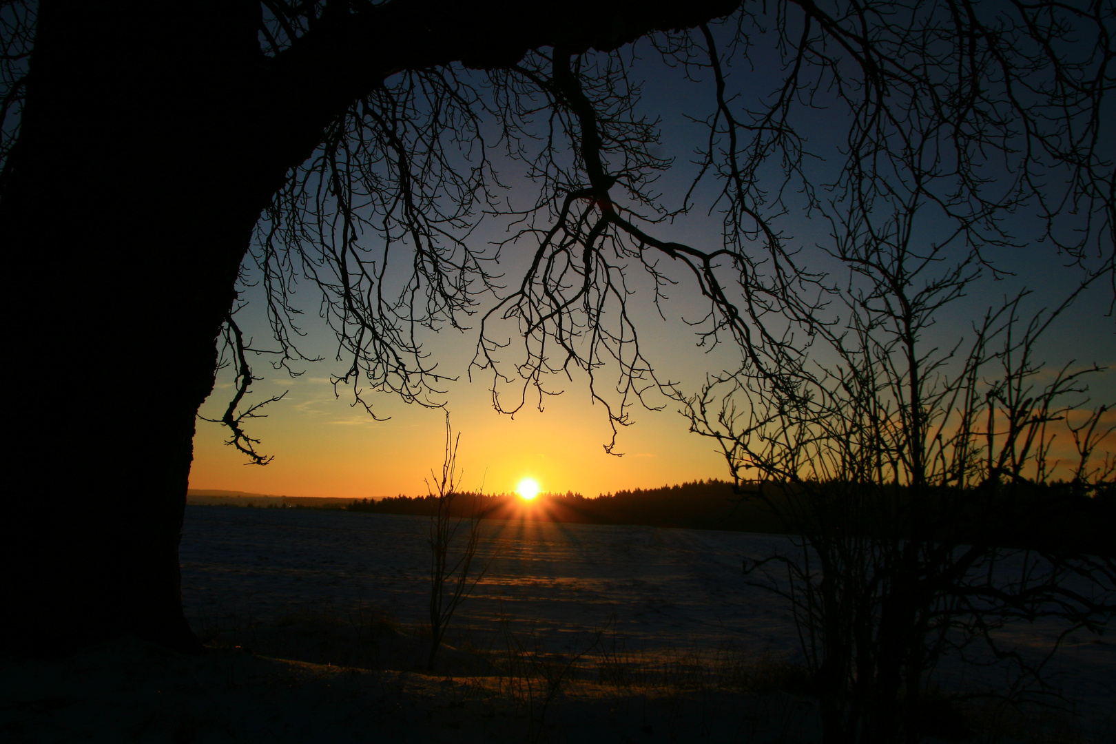 Einsamer Baum