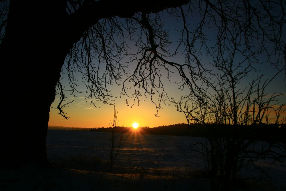 Einsamer Baum von Alwina ll.