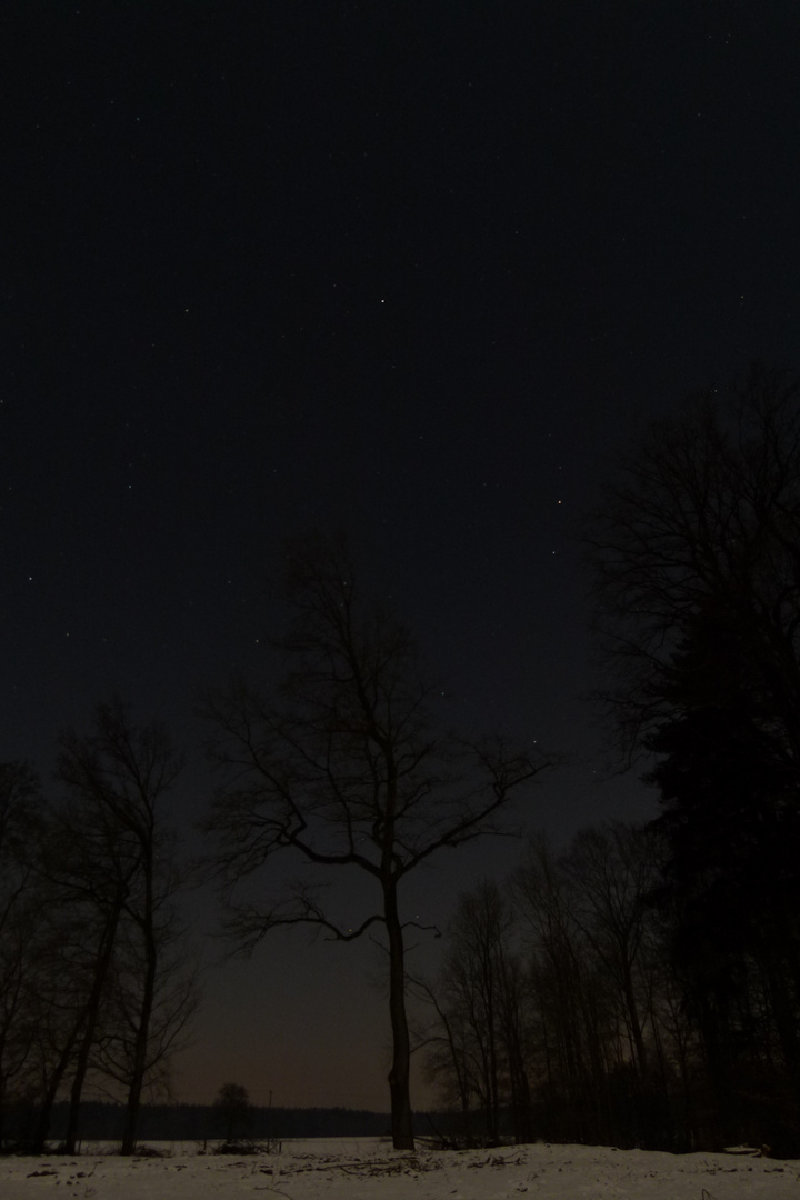 Einsamer Baum bei Nacht