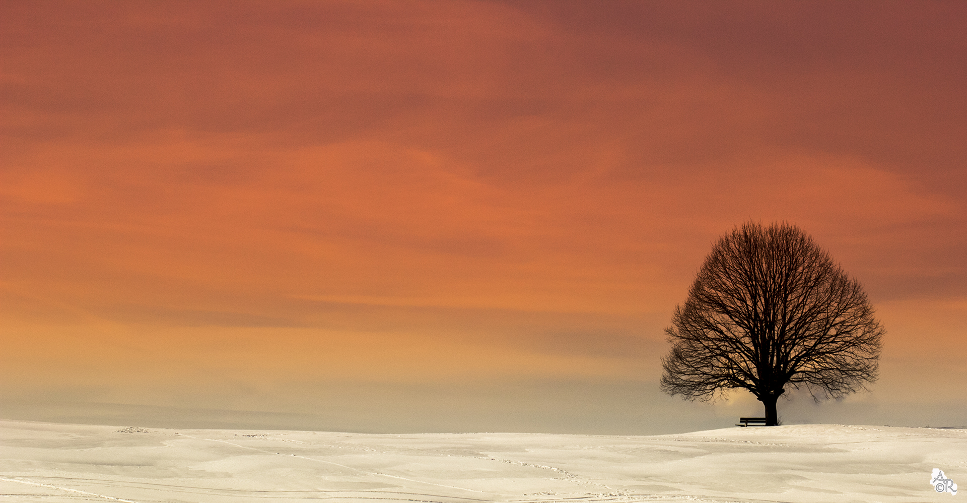 Einsamer Baum beim Sonnenuntergang