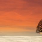 Einsamer Baum beim Sonnenuntergang