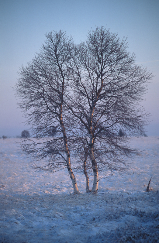 Einsamer Baum