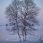 Einsamer Baum