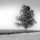 Einsamer Baum