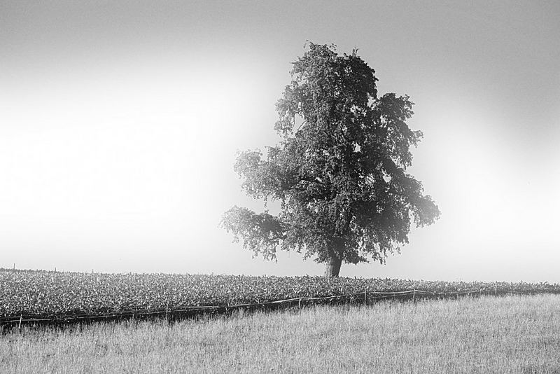 Einsamer Baum von René Pianezzi