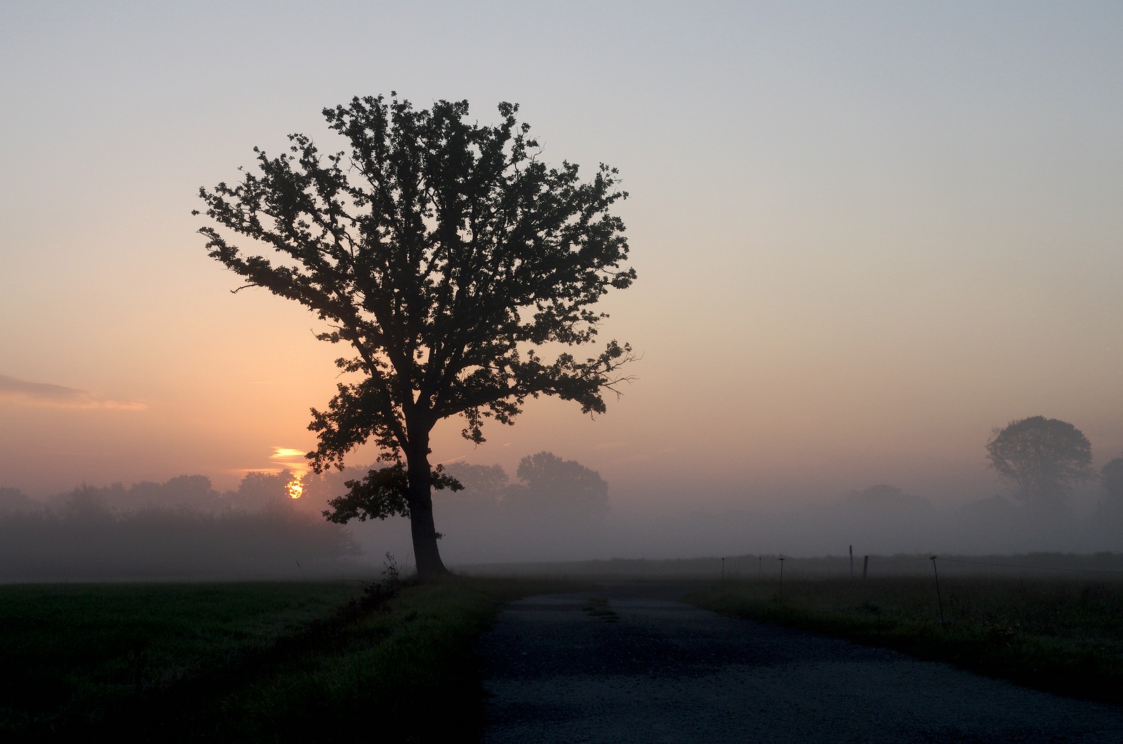 Einsamer Baum