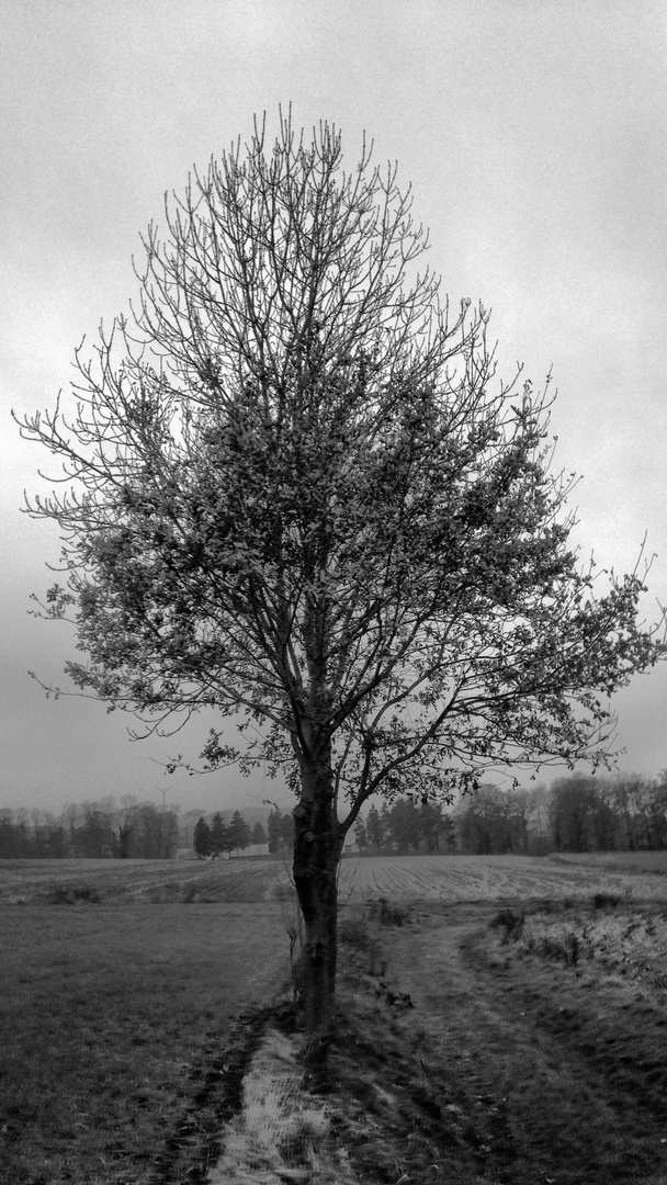 einsamer Baum