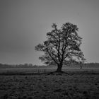 Einsamer Baum