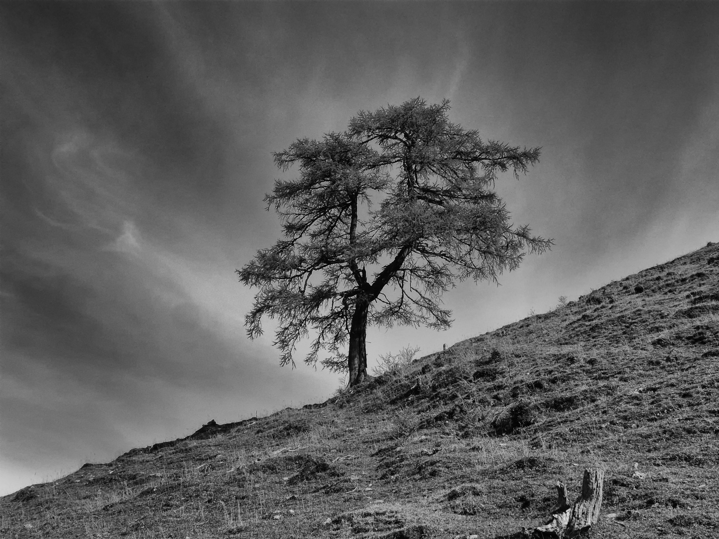 einsamer Baum