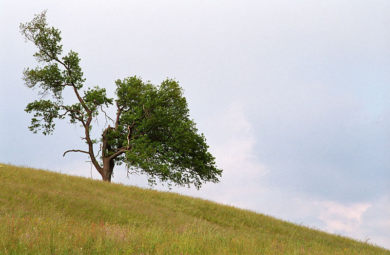 einsamer Baum