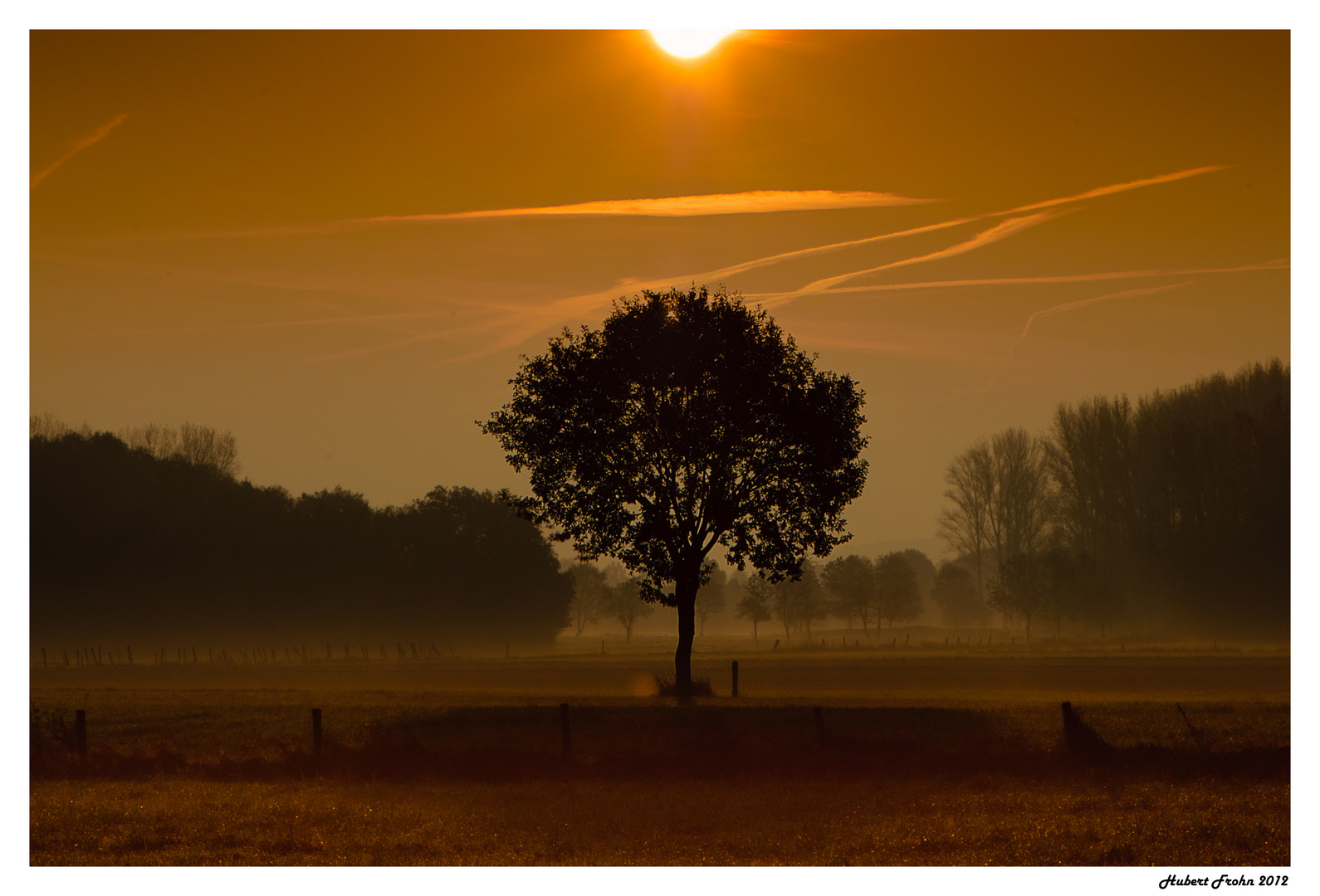 Einsamer Baum