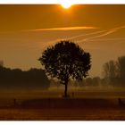 Einsamer Baum