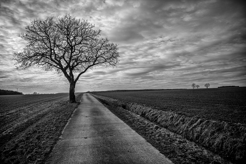 Einsamer Baum