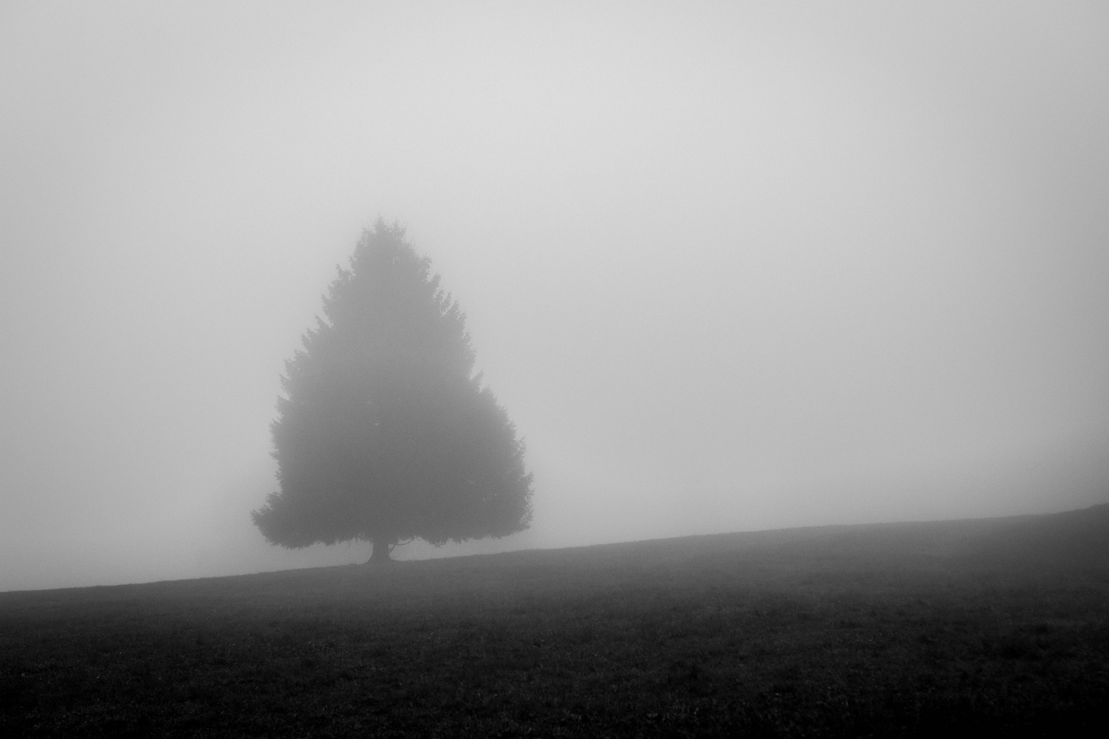 Einsamer Baum