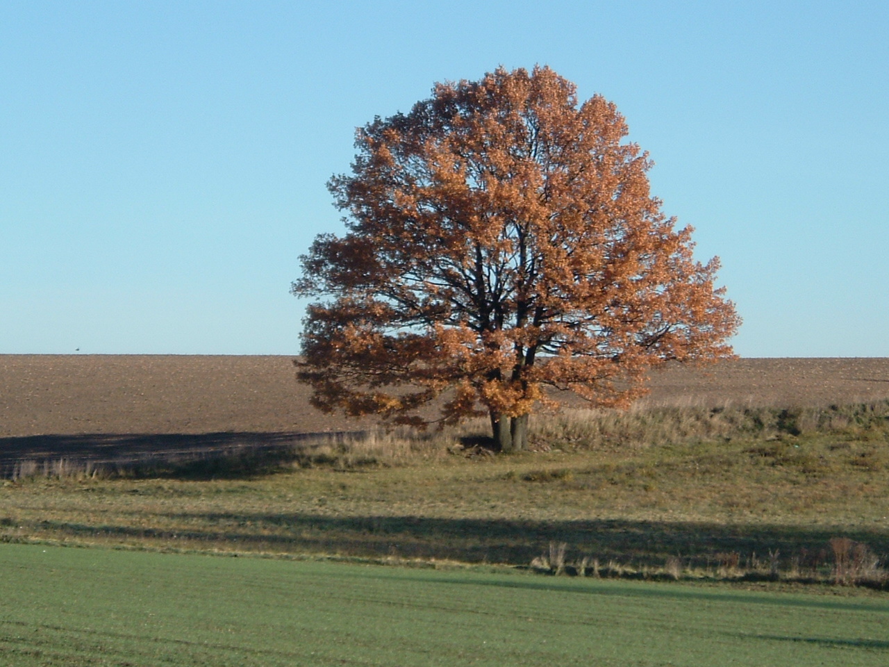 einsamer Baum