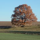 einsamer Baum