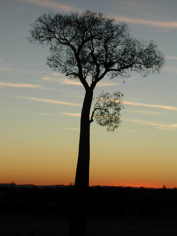 einsamer Baum