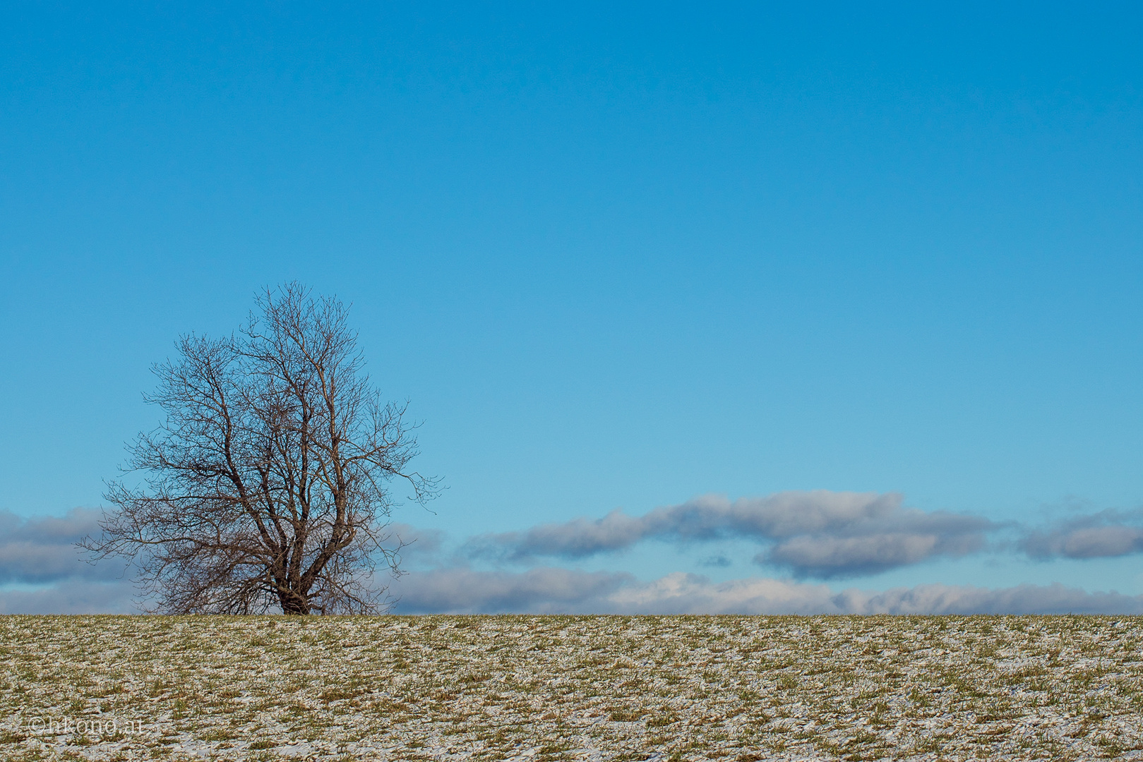 Einsamer Baum