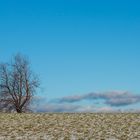 Einsamer Baum