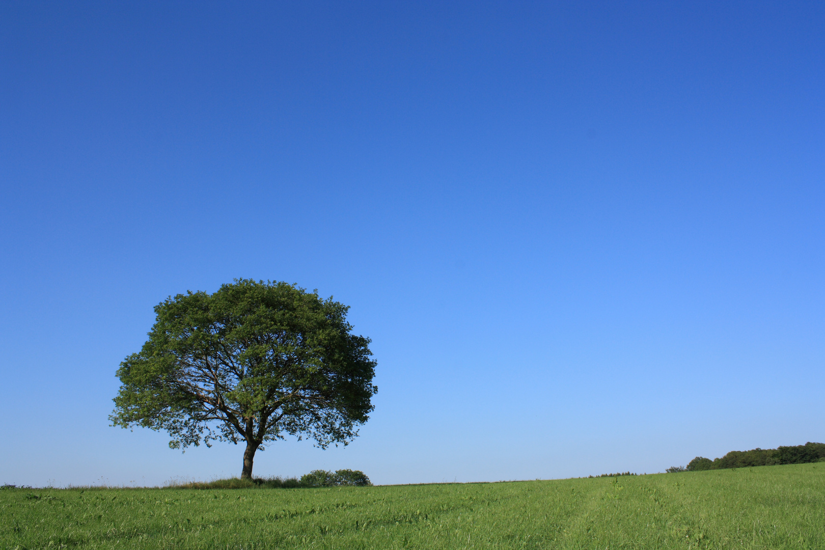 Einsamer Baum