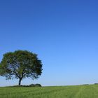 Einsamer Baum