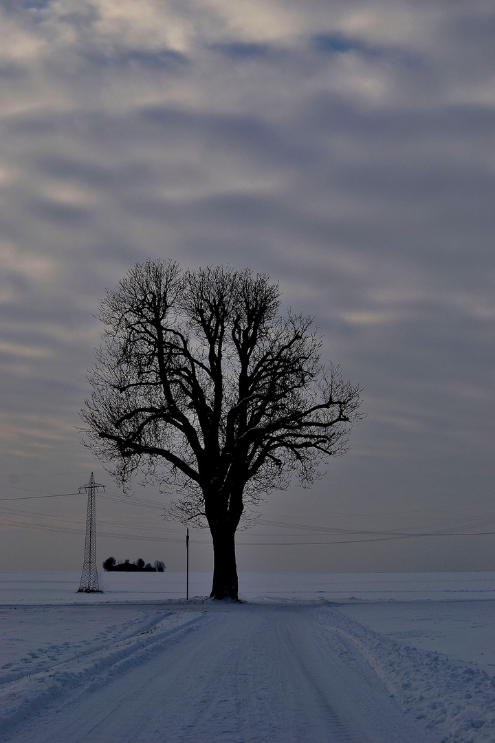 einsamer Baum