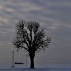 einsamer Baum