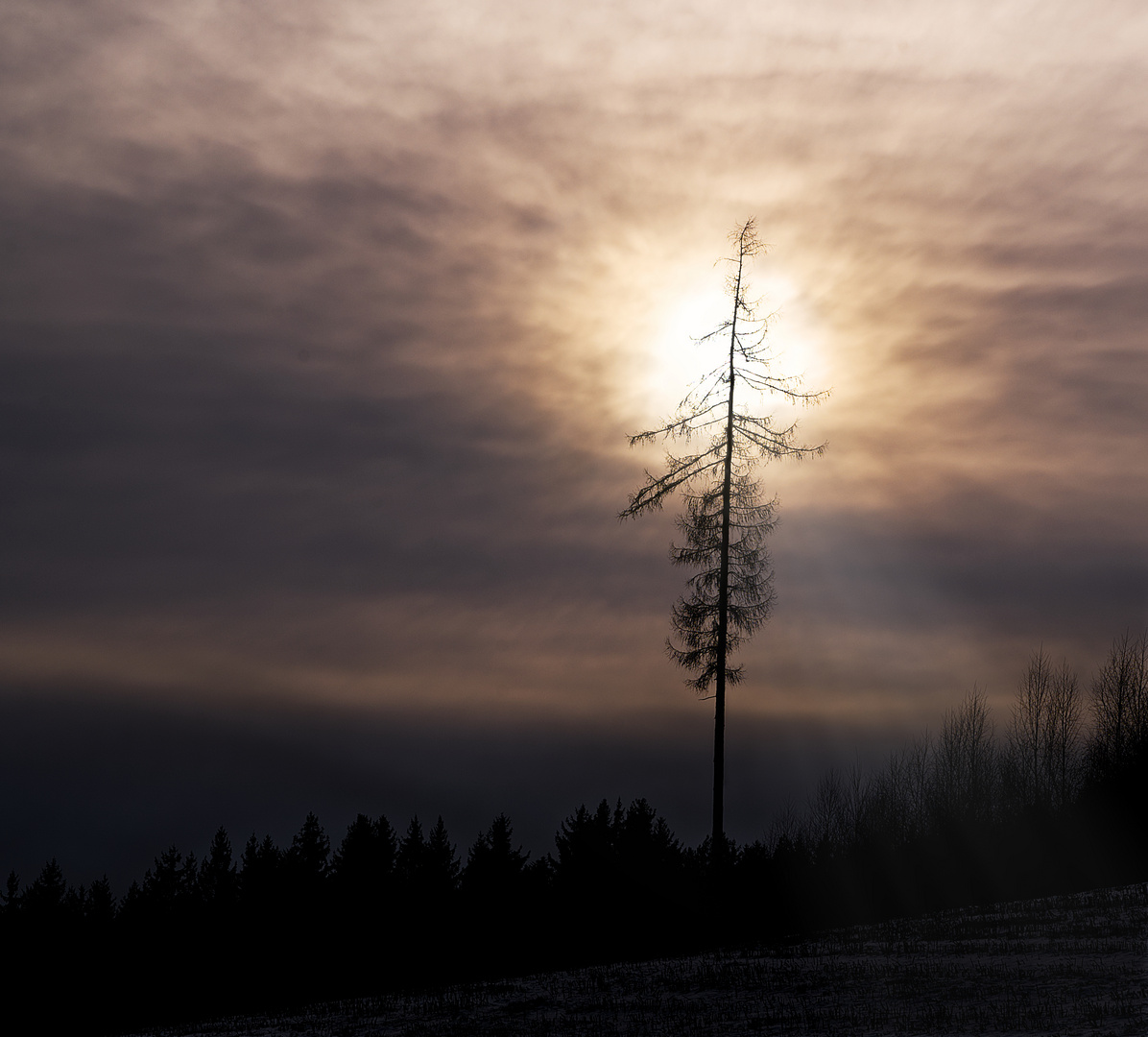 Einsamer Baum