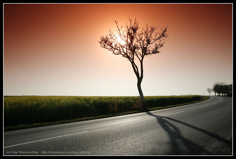 einsamer Baum