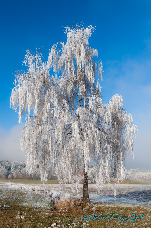 Einsamer Baum