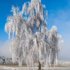 Einsamer Baum