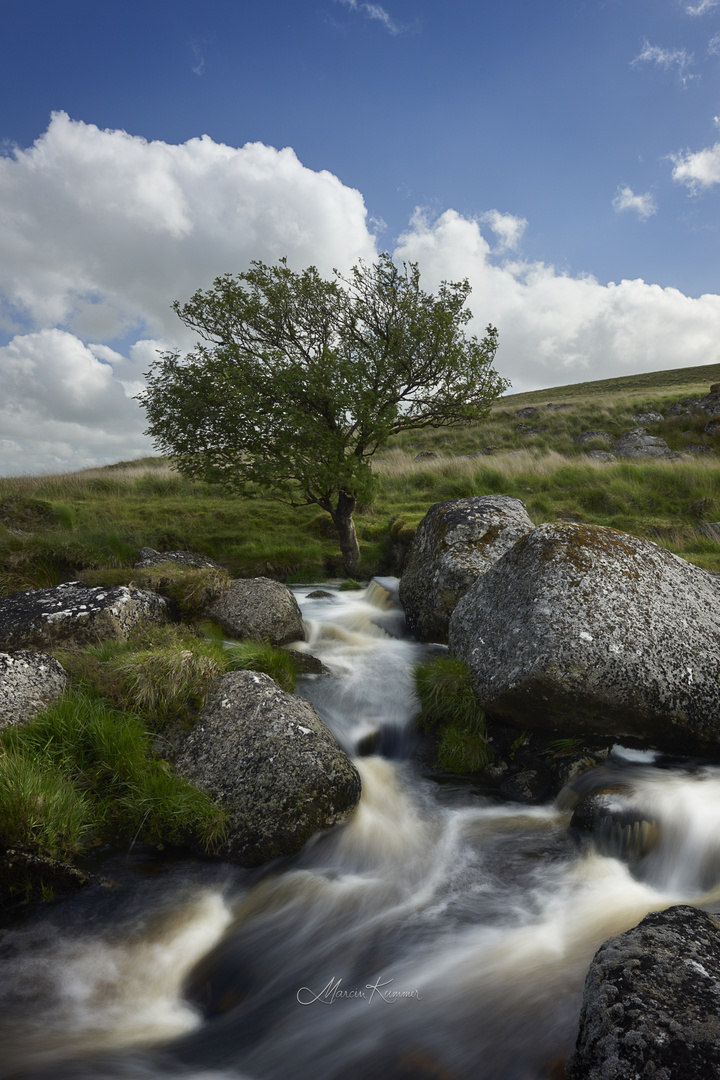 Einsamer Baum Dartmoor Nationalpark