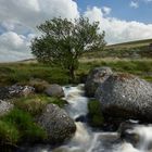 Einsamer Baum Dartmoor Nationalpark