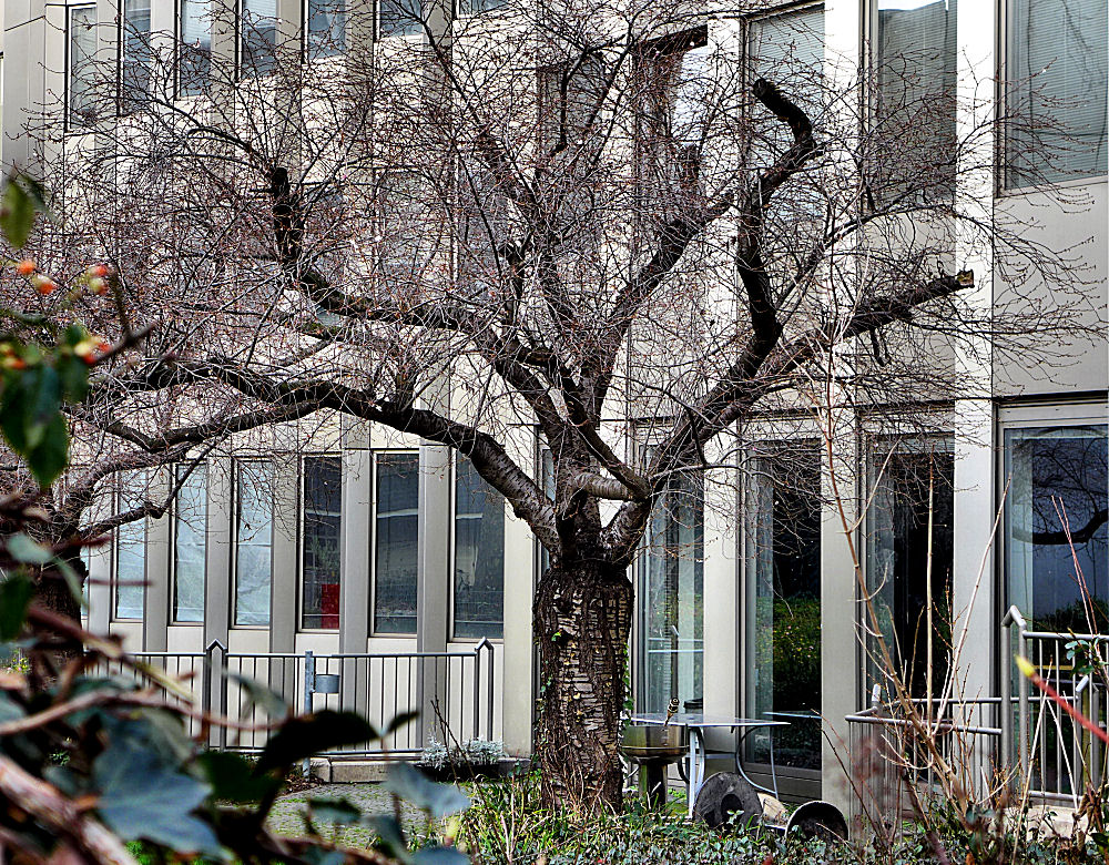 Einsamer Baum