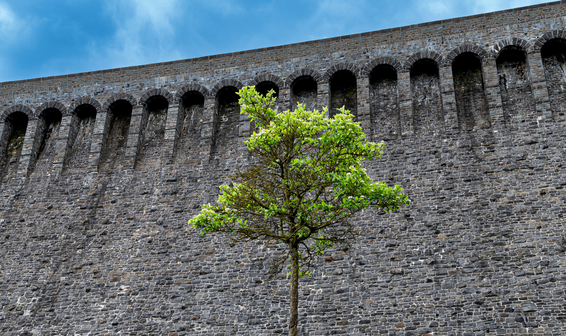 Einsamer Baum