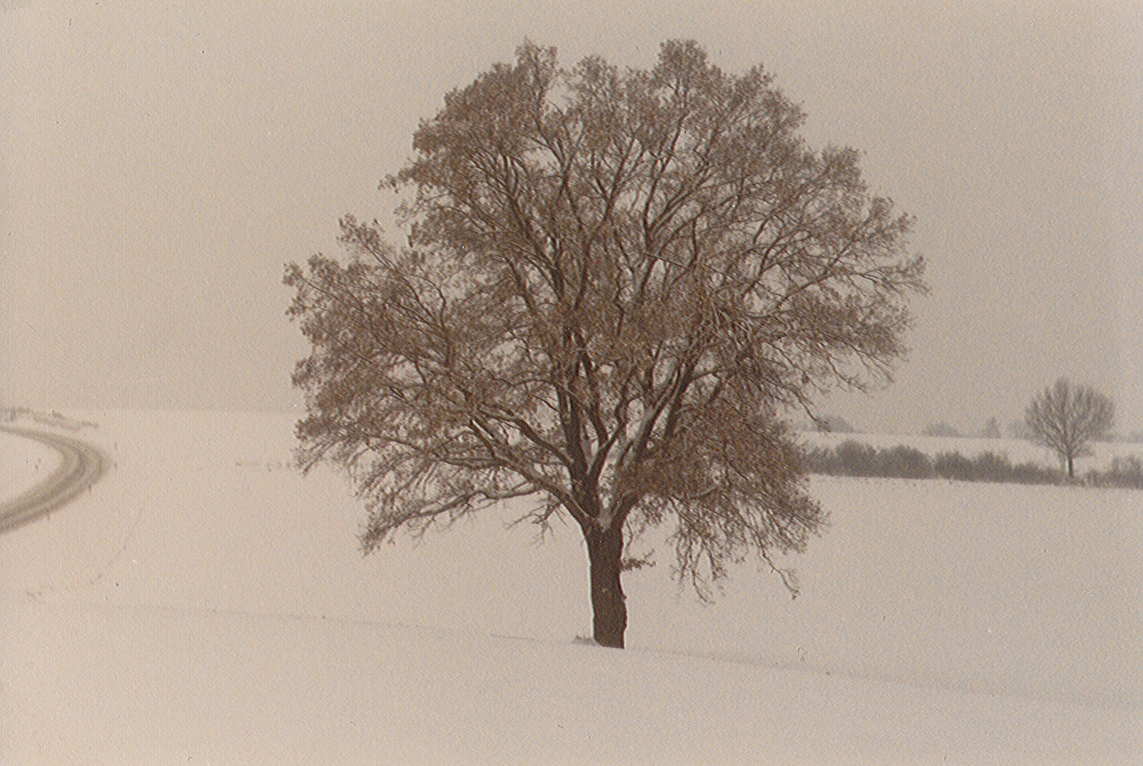 einsamer Baum