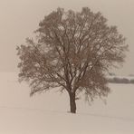 einsamer Baum