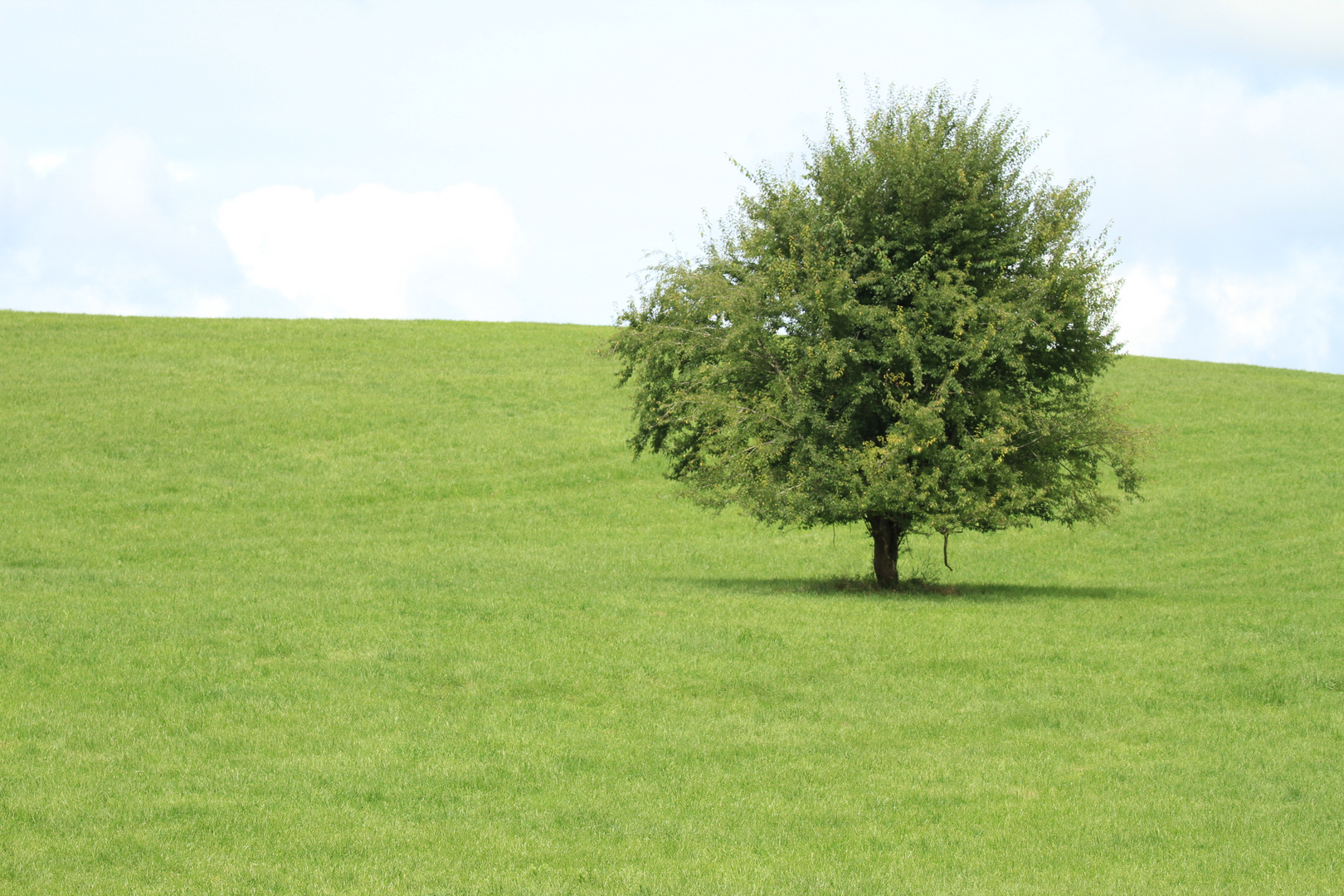 Einsamer Baum