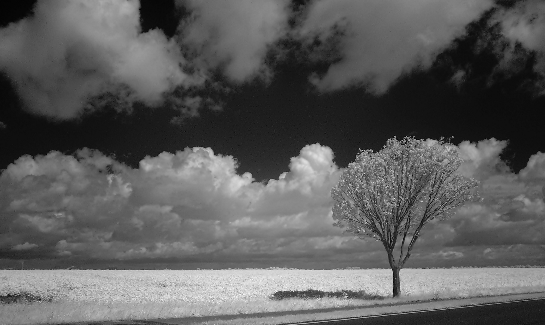 einsamer Baum