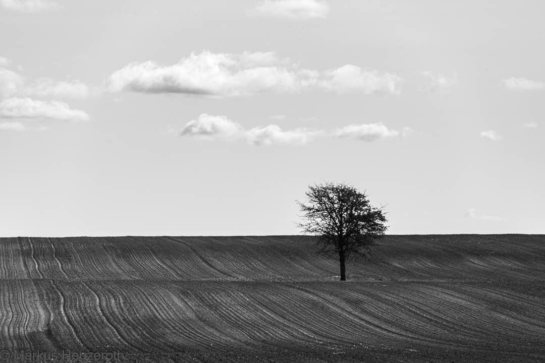 Einsamer Baum