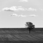 Einsamer Baum