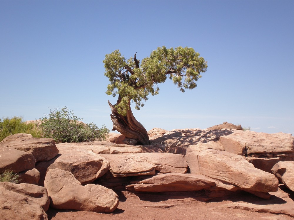 Einsamer Baum