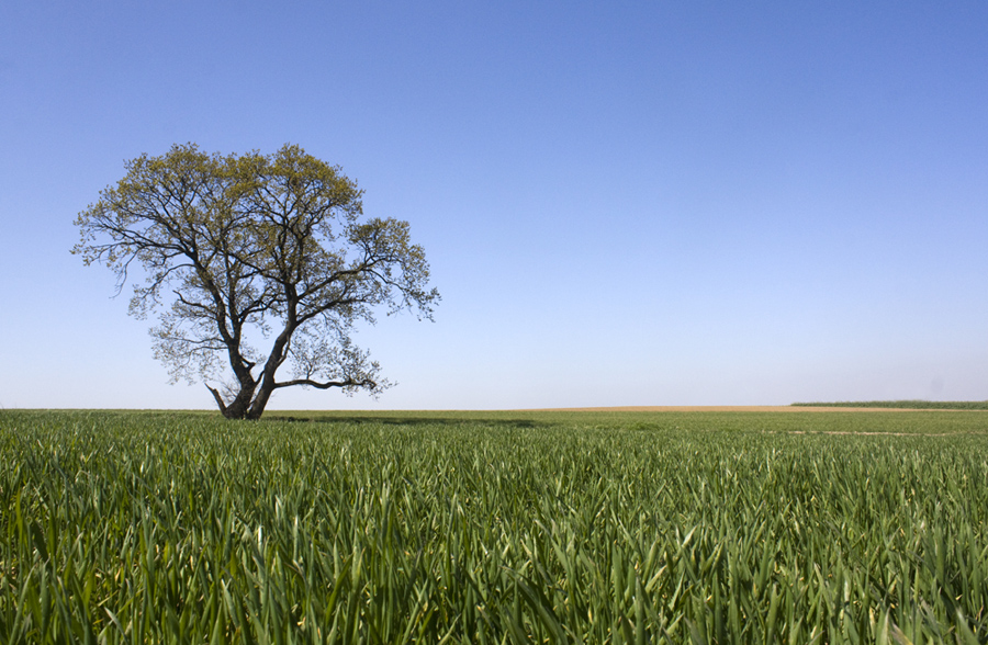 Einsamer Baum